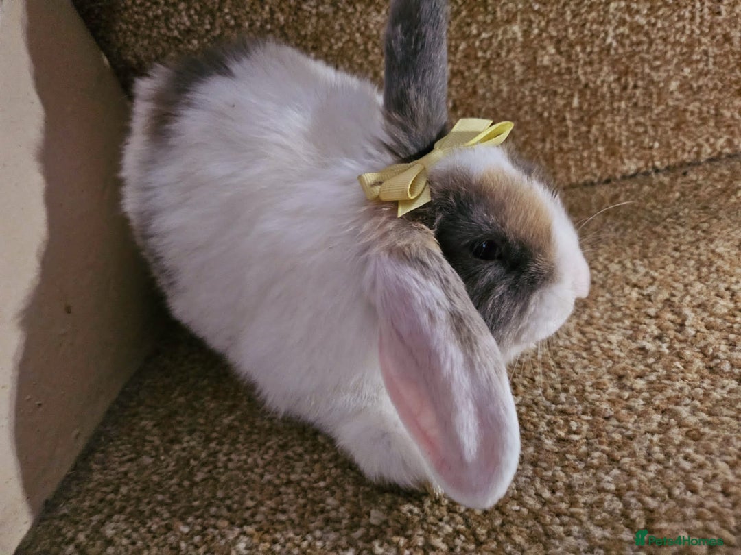Mini Lion Lop rabbits for sale: Litter of mini lion lop rabbits - Image 3