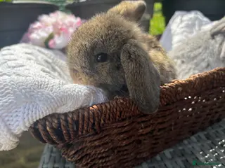Mini Lop rabbits Pure mini lop - Advert 16
