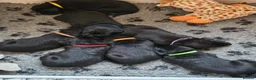 Labrador Retriever dogs for sale: Beautiful Black Labrador Puppies in Derby - Advert 7