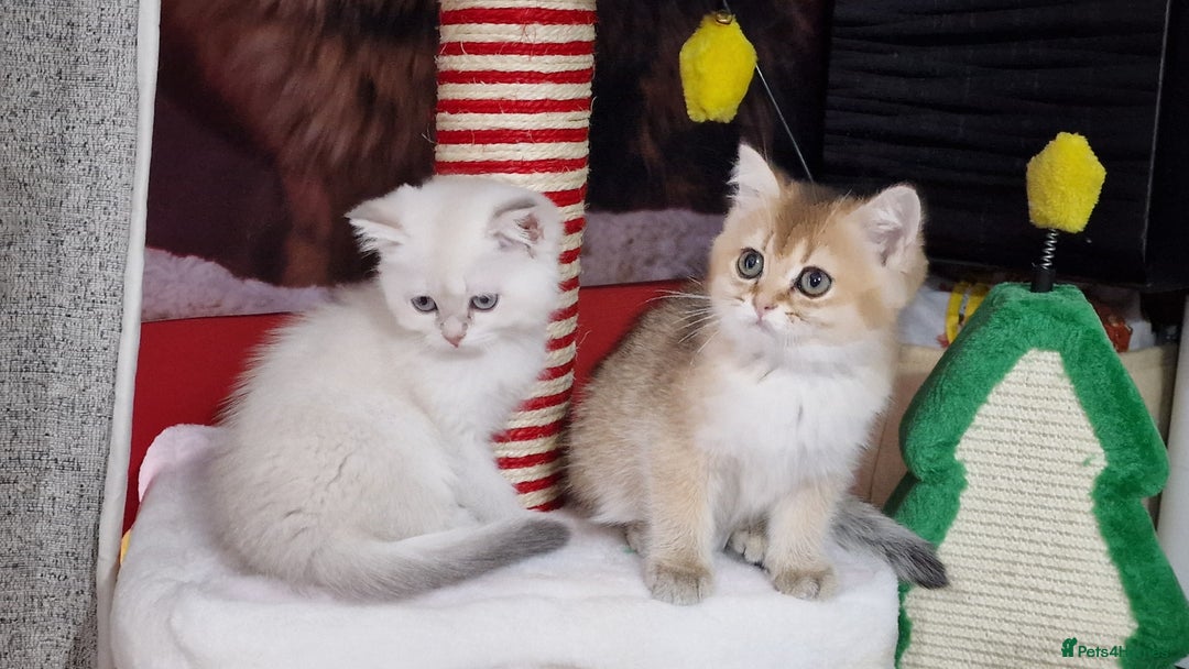 British Shorthair cats for sale: British shorthair pedigree kittens - Advert 25