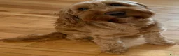 Cockapoo dogs for sale: 3 beautiful cockapoo puppies  - Advert 7