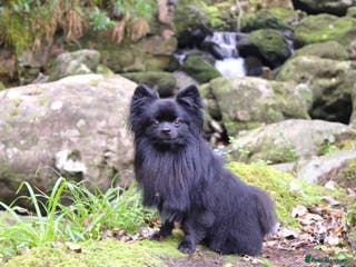 Pomeranian dogs STUD Pomeranian x Papillon - Advert 10