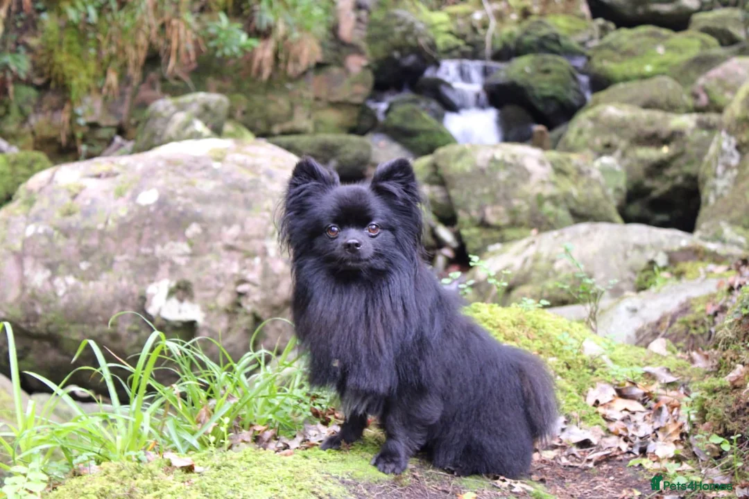 Pomeranian dogs for stud: STUD Pomeranian x Papillon - Advert 2