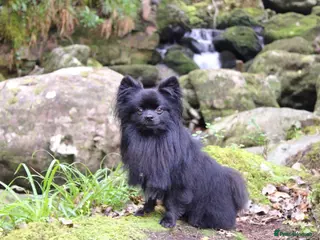 Pomeranian dogs STUD Pomeranian x Papillon - Advert 12