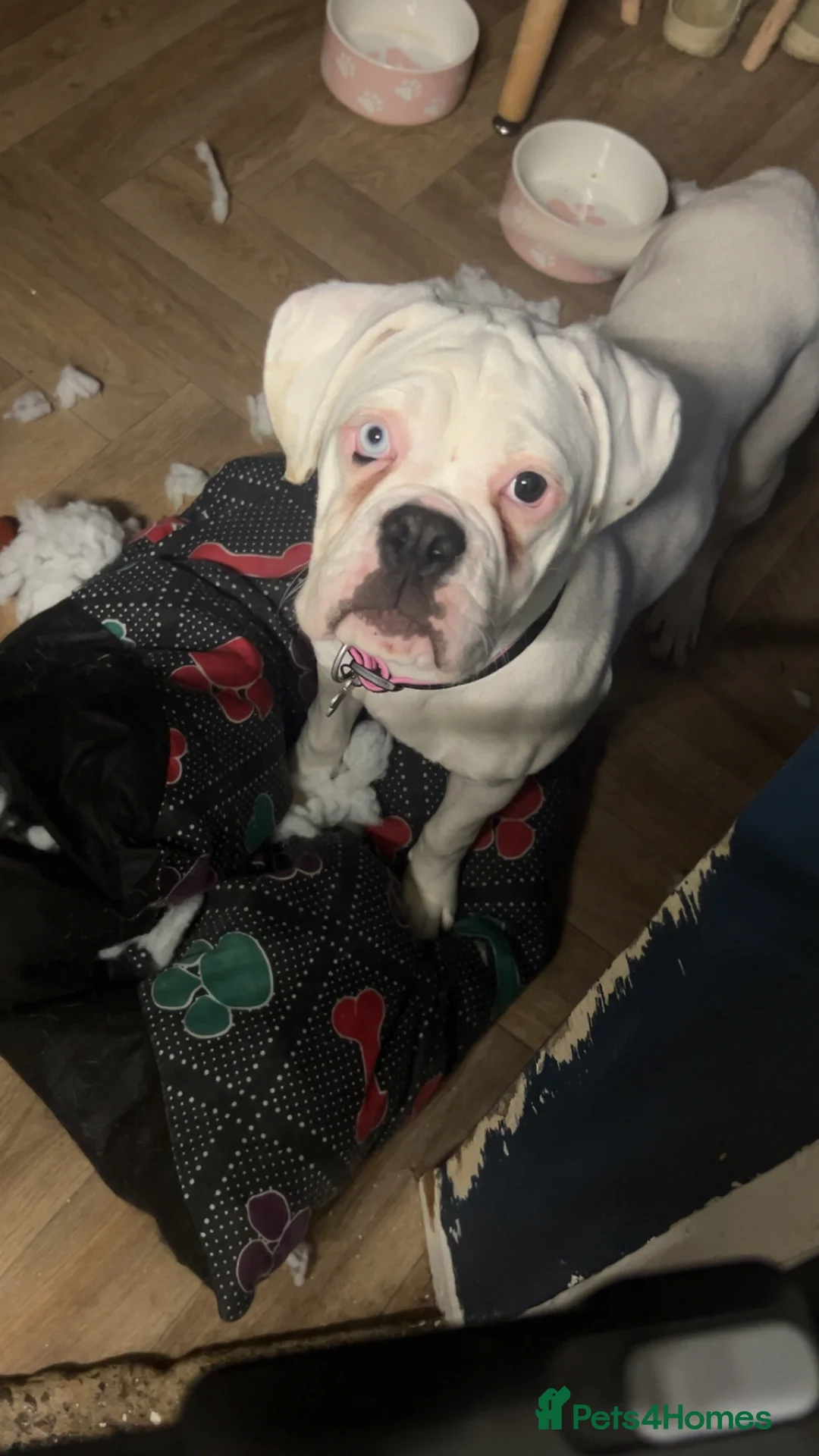 Boxer dogs for sale: Looking for her forever home  - Advert 2