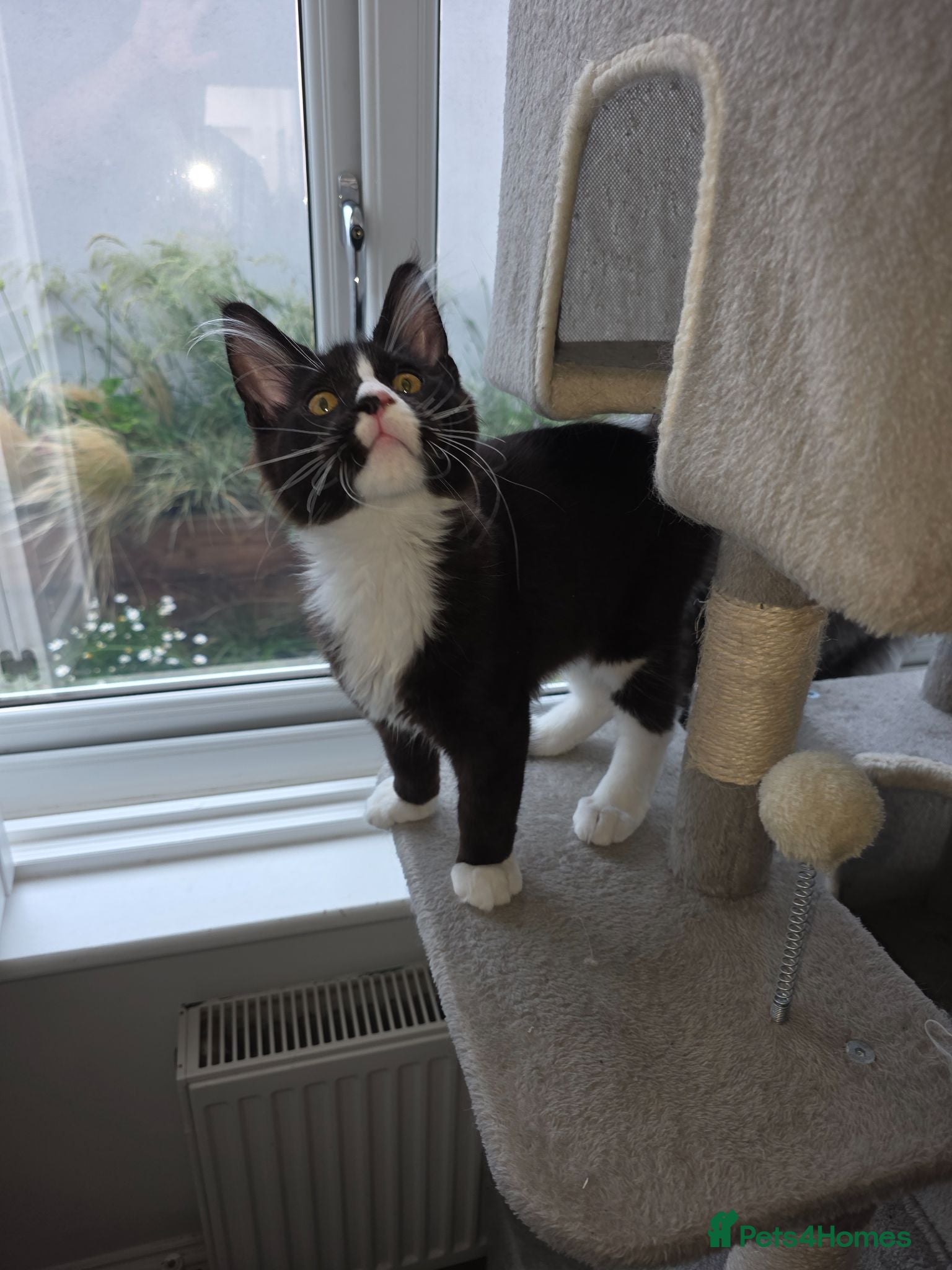 Maine Coon cats Maine Coon kitten boy - Advert 1