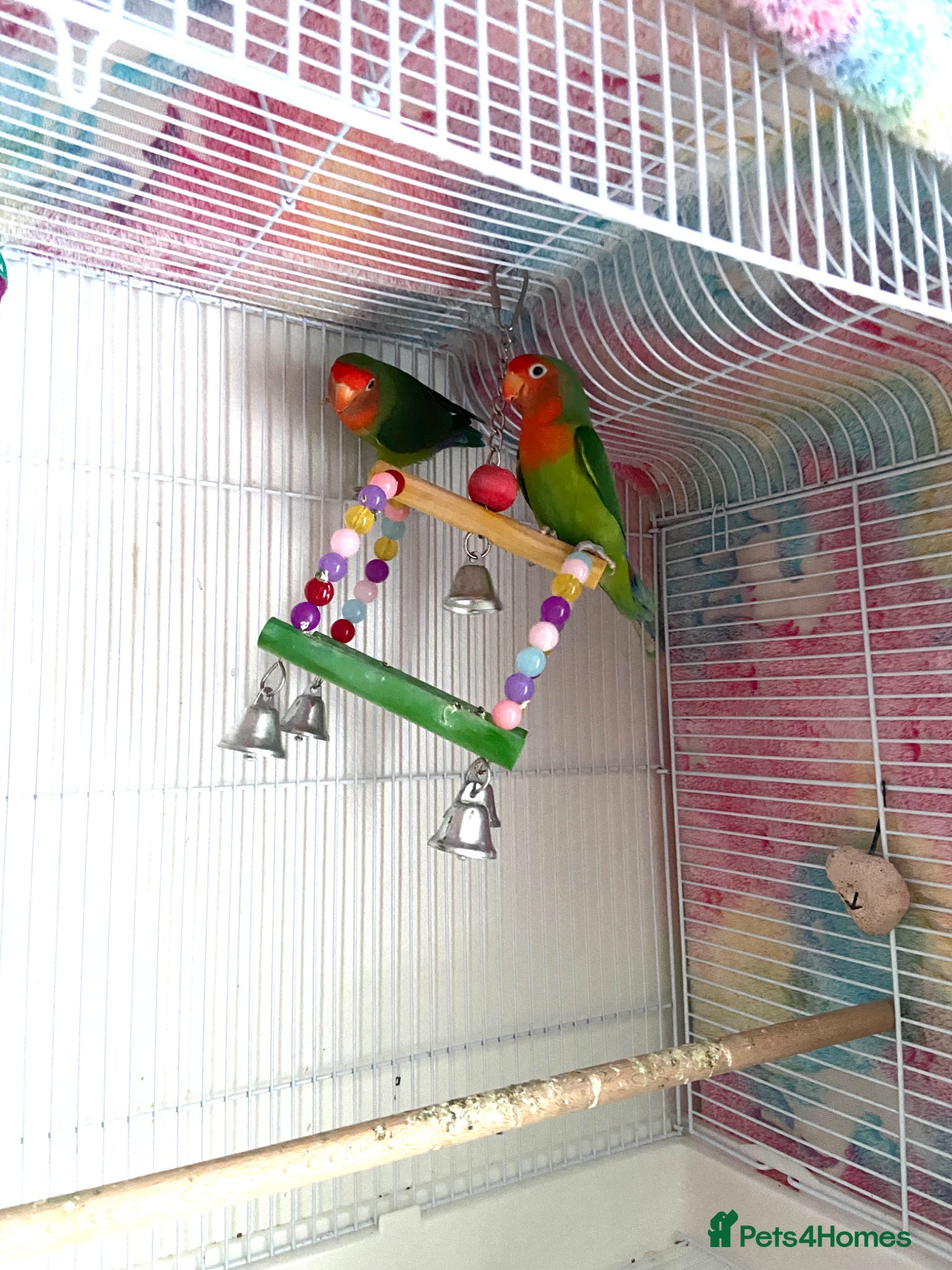 Lovebirds birds for sale: Beautiful Pair of Female Lovebirds for Sale! - Advert 4