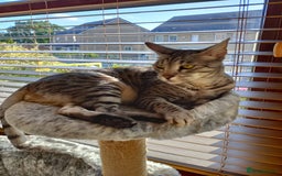 Savannah cats for sale: Savannah F5 cat for good home - Image 1