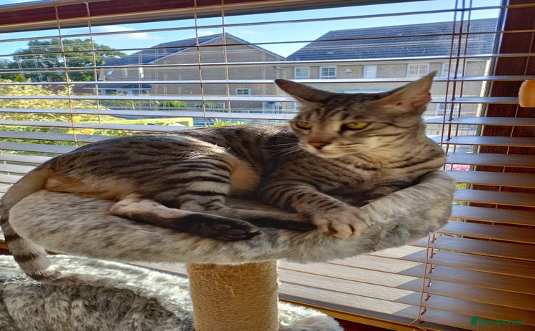 Savannah cats for sale - Advert 1