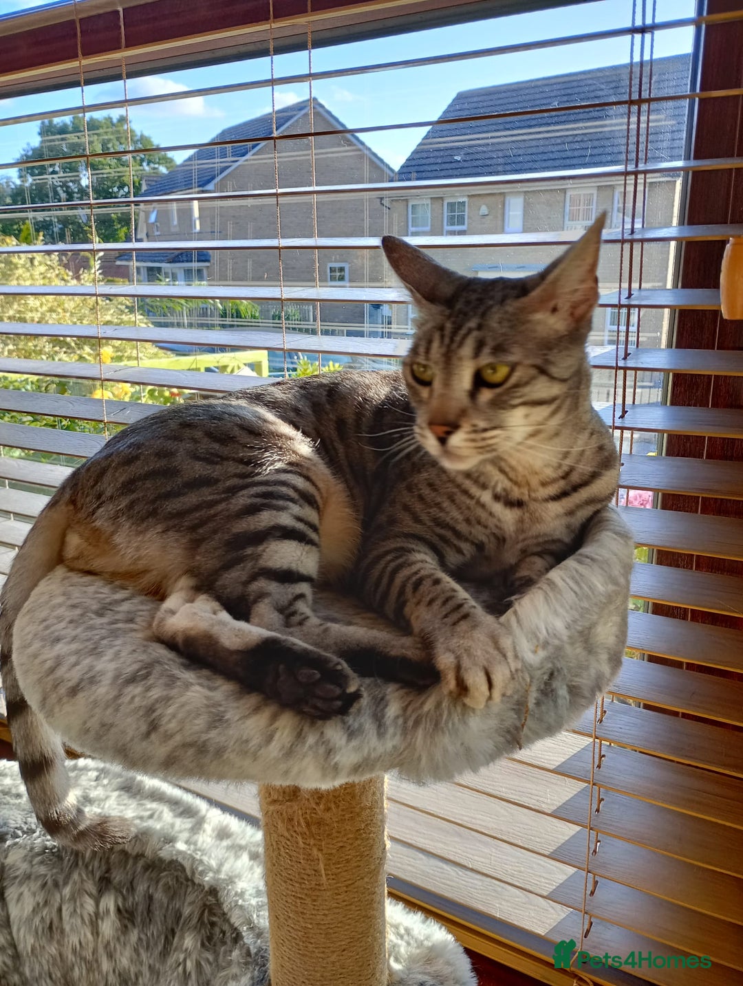 Savannah cats for sale: Savannah F5 cat for good home - Image 1