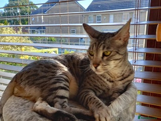 Savannah cats - Advert 2