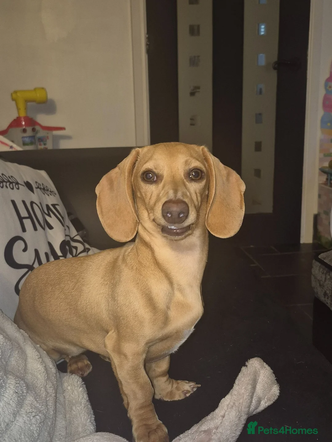 Miniature Dachshund dogs for sale: 8 months old miniature dachshund  in Hull - Advert 3