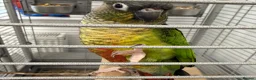 Parrots birds for sale:  Green-cheeked Conure parrot (Pyrrhura molinae)  in Cwmbran - Advert 4