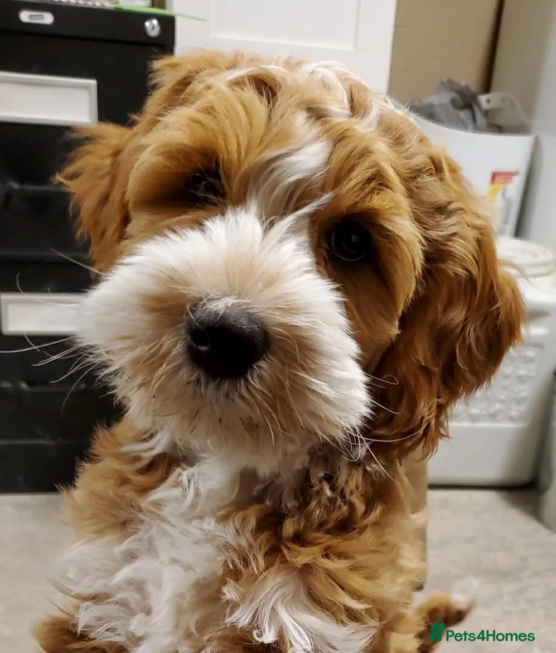 Australian Labradoodle dogs for sale: WAITING LIST Australian Labradoodles - RED & TUX  - Advert 29