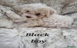 Zuchon dogs for sale: Bichon Frise puppy for sale  - Image 19