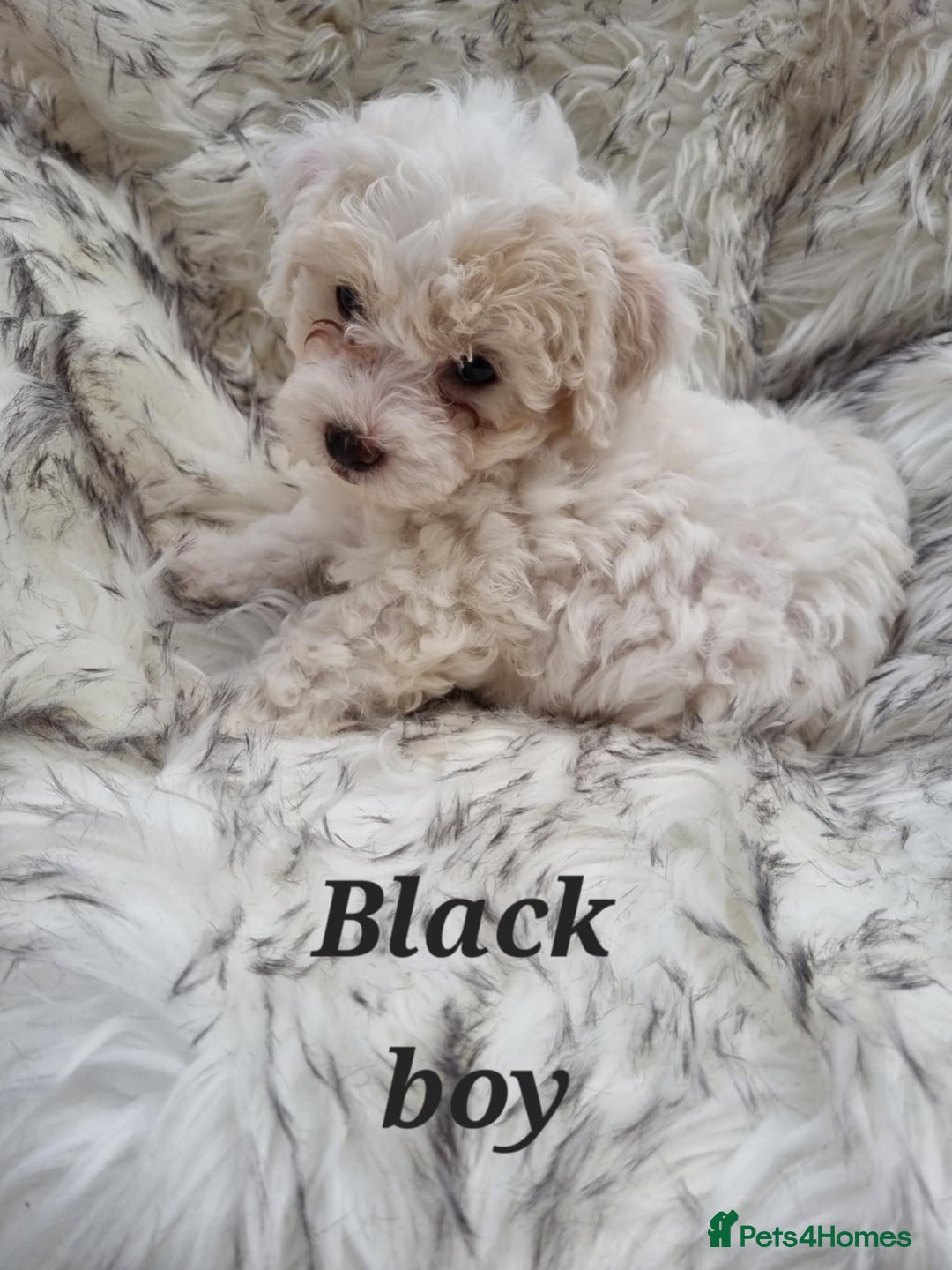 Zuchon dogs for sale: Bichon Frise puppy for sale  - Image 19