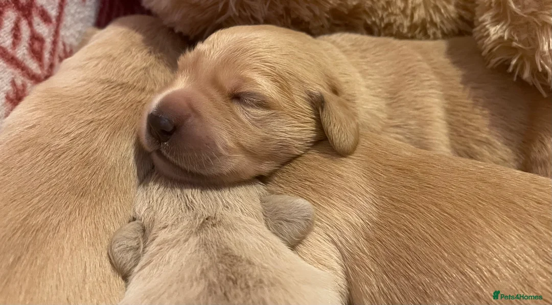 Golden Retriever dogs for sale: KC Registered Golden Retriever Puppies - Advert 2