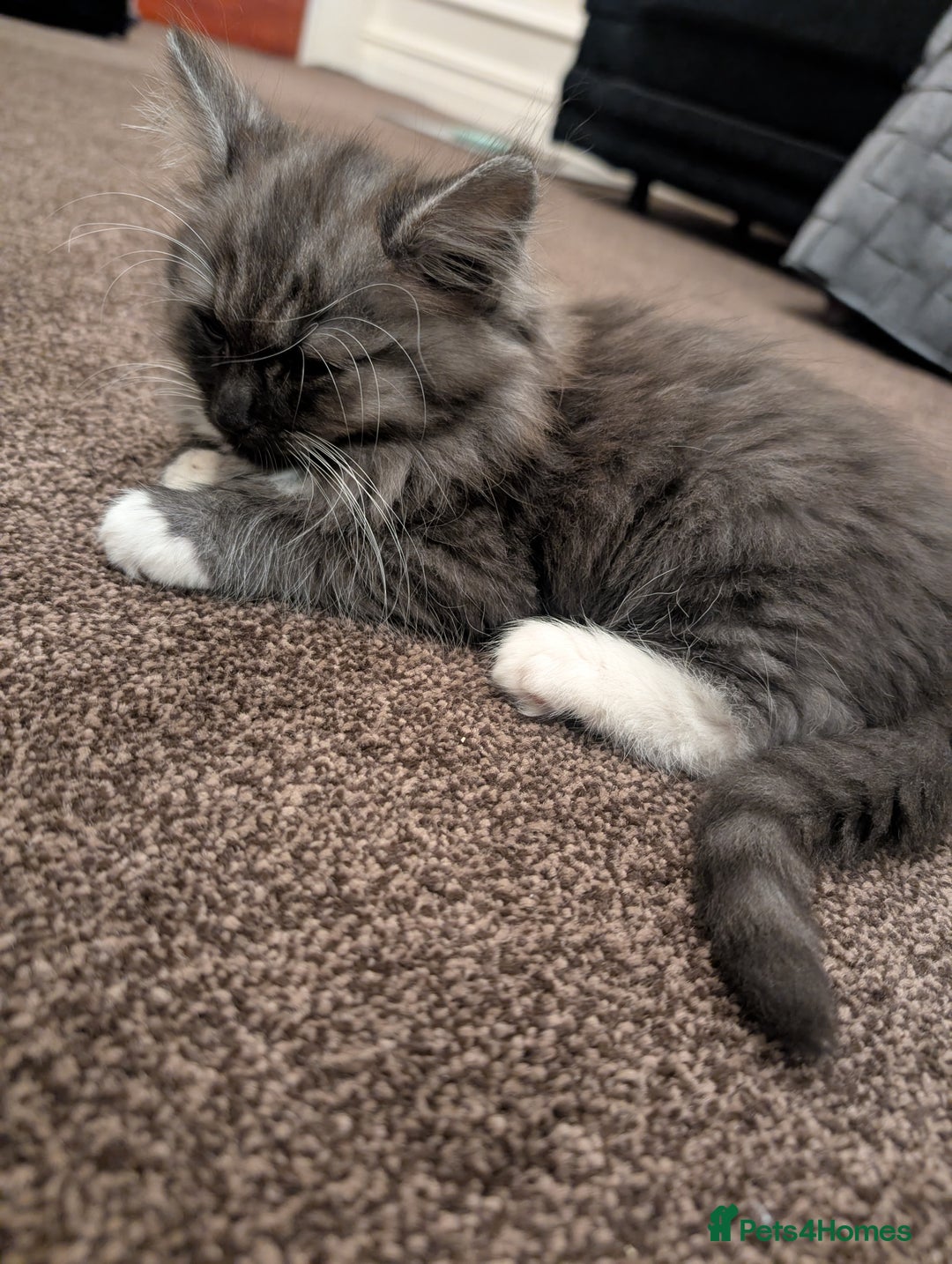 Persian cats for sale: Persian chinchilla  - Image 2