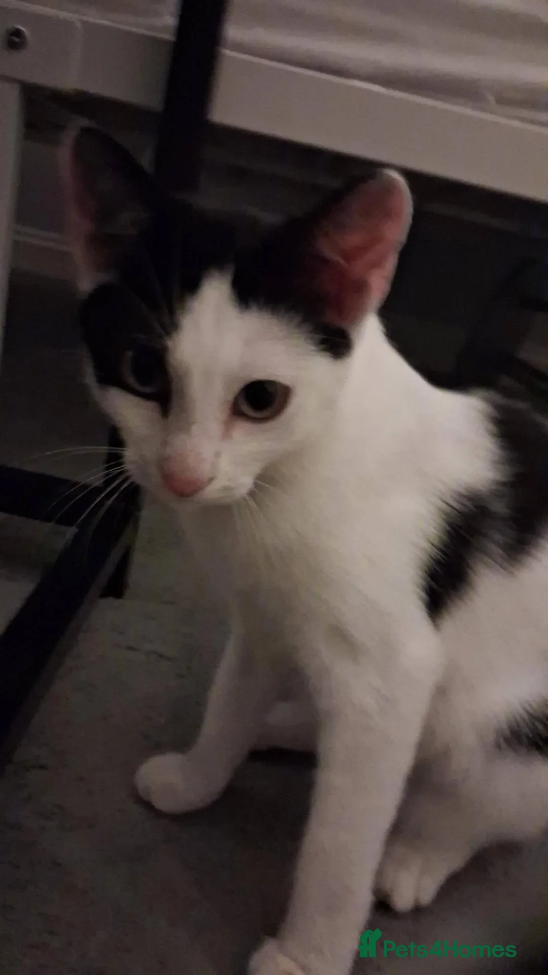 Mixed Breed cats for adoption: Elsa for adoption in Waterlooville - Advert 2