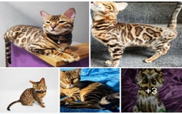 Bengal cats for sale: TICA Bengal CATS for Sale – Stunning & Sweet! in Durham - Image 21