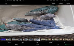 Ringnecks birds for sale: Indianecks  - Image 6