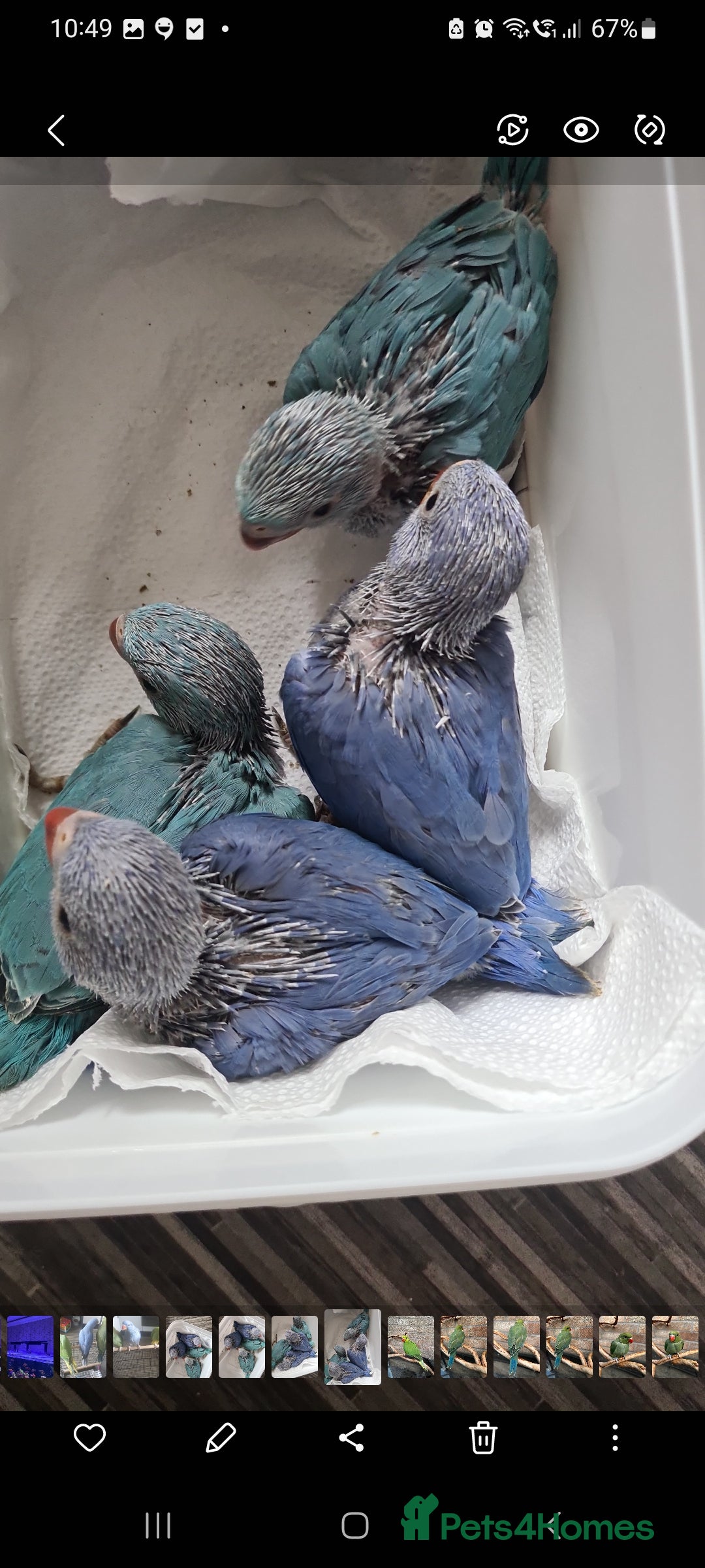 Ringnecks birds for sale: Indianecks  - Image 6
