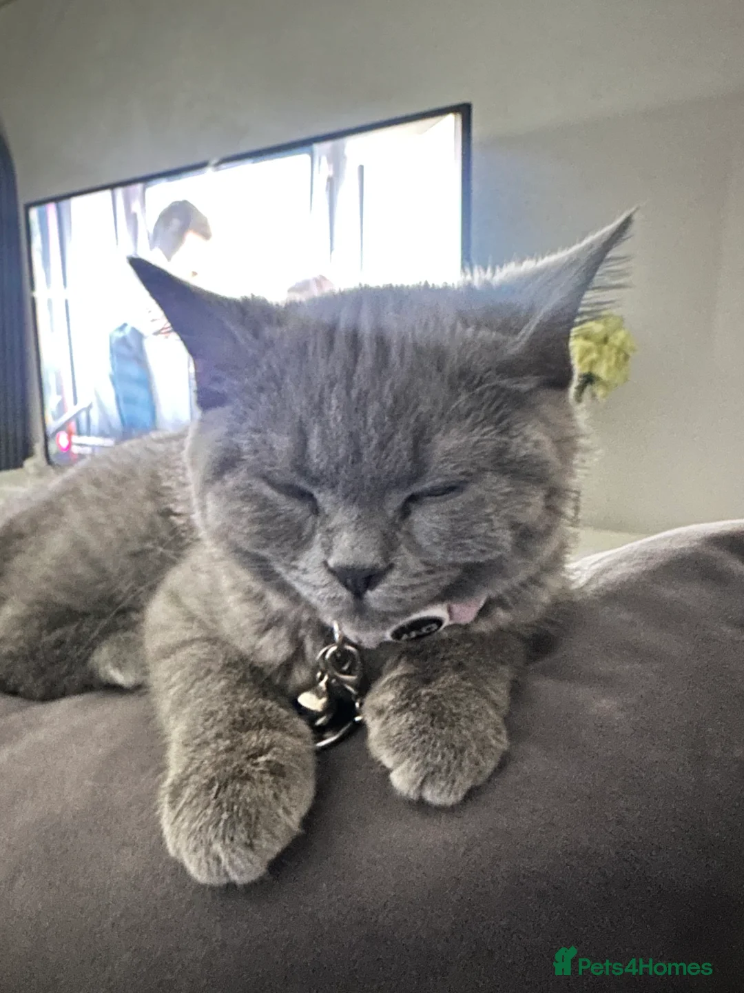 British Shorthair cats for sale: Moon  in London - Advert 3