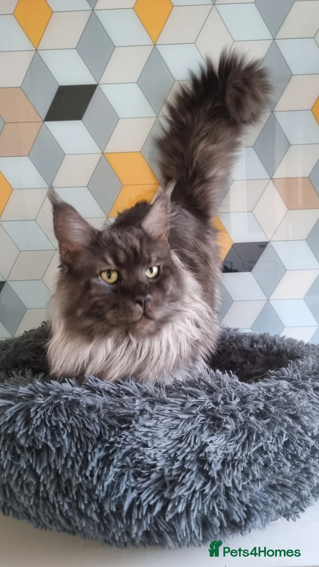 Maine Coon cats for stud: Black smoky maine coon boy for stud in Milton Keynes - Advert 2