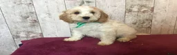 Mixed Breed dogs for sale: Adorable fluffball Cockalierpoo pups - Advert 11