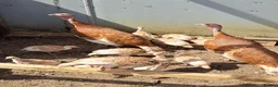 Turkeys poultry for sale: Red Bourbon Turkey poults - Advert 2