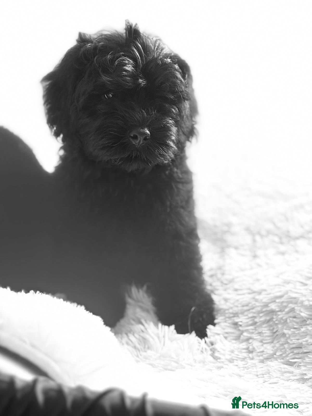 Cavapoo dogs Ready now, health tested F1 Cavapoos  - Advert 2