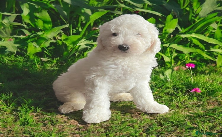 Australian Labradoodle dogs - Advert 9