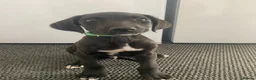 Lurcher dogs for sale: Poodle/Saluki x lurcher puppies  - Advert 4