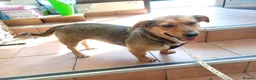 Mixed Breed dogs for adoption: 💛BELLA – The Little Street Dog Who Chose To Trust in Nottingham - Advert 31