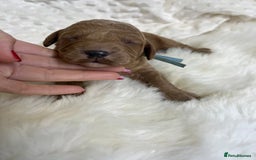 Goldendoodle dogs for sale: multigenerational Australian Golden doubledoodles - Image 16