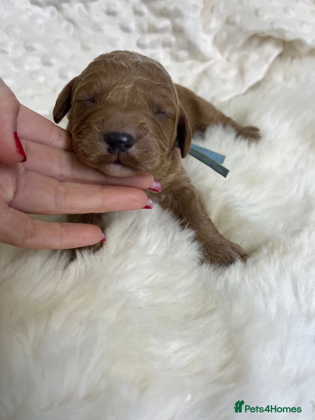 Goldendoodle dogs for sale: multigenerational Australian Golden doubledoodles - Image 16