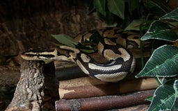 Python Snake reptiles for sale: Female Ball Python - Image 2
