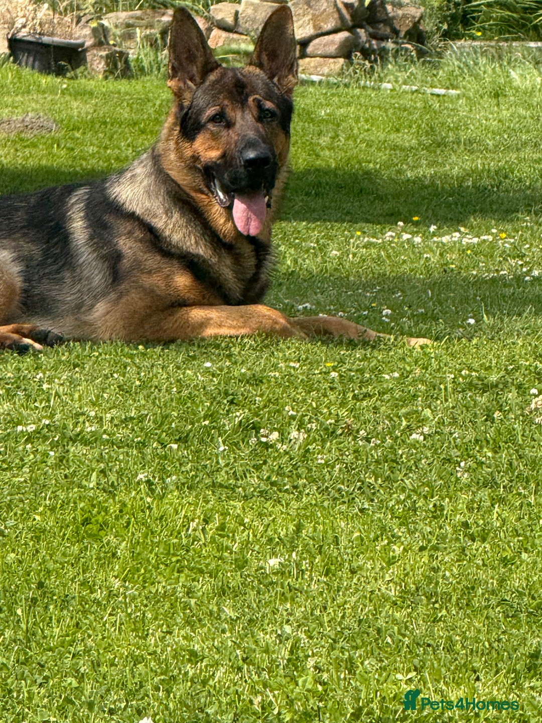 German Shepherd dogs for stud: STUD Only German Shepherd - Advert 3