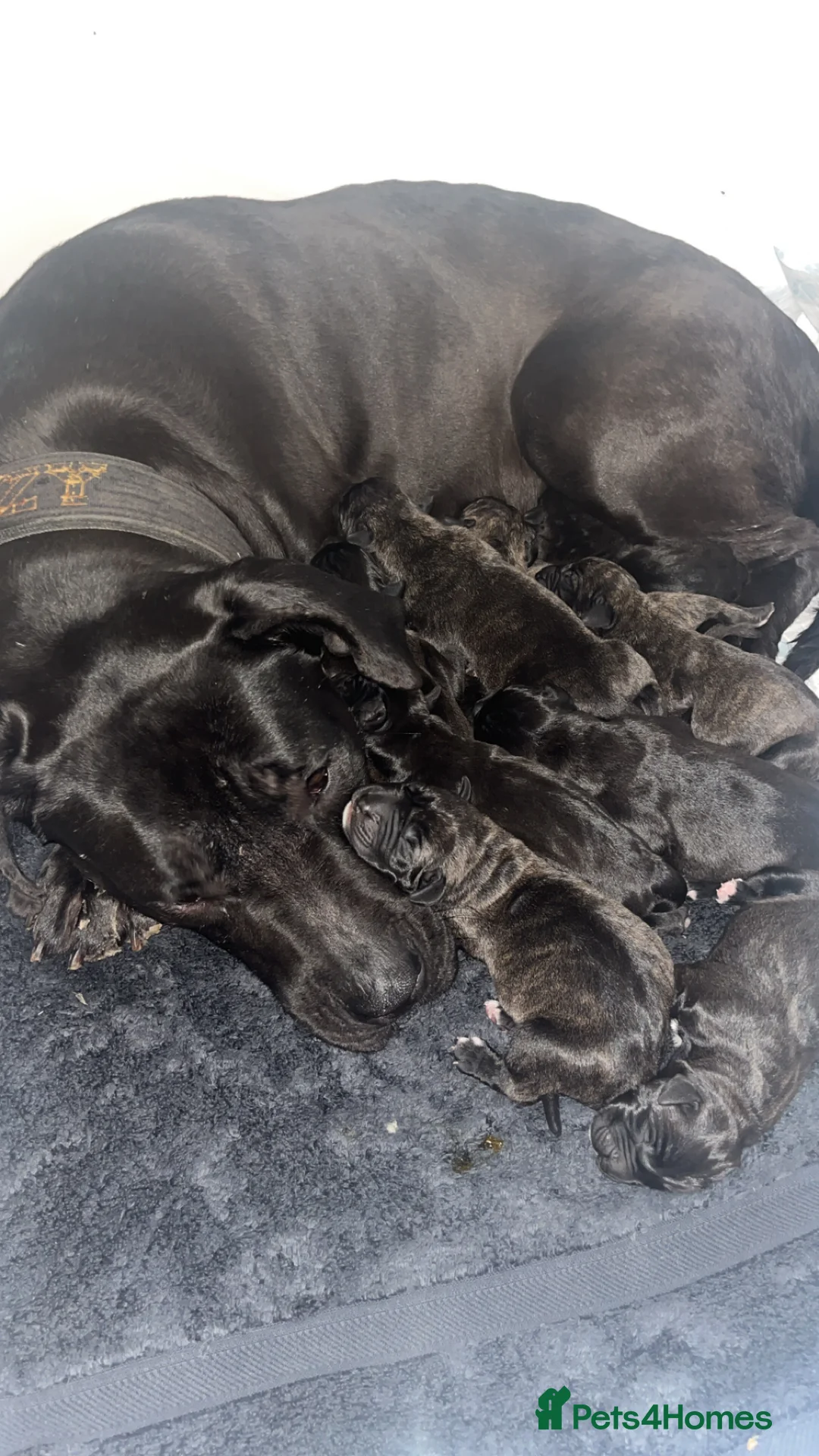 Presa Canario dogs for sale: Presa Canario puppies REDUCED  - Advert 11