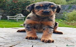 Mixed Breed dogs for sale: Beauceron/Doberman Pups - Image 1