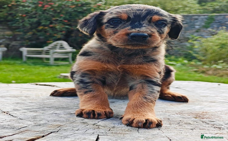 Mixed Breed dogs - Advert 4