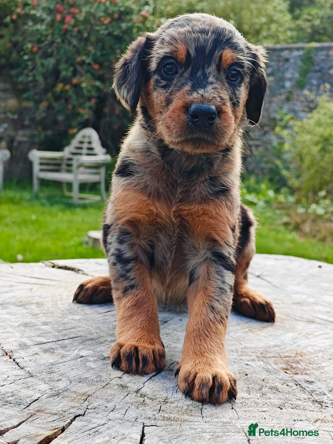 Mixed Breed dogs for sale: Beauceron/Doberman Pups - Image 1