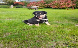 Mixed Breed dogs for sale: 3 female pups Border collie × Kelpie  - Image 1