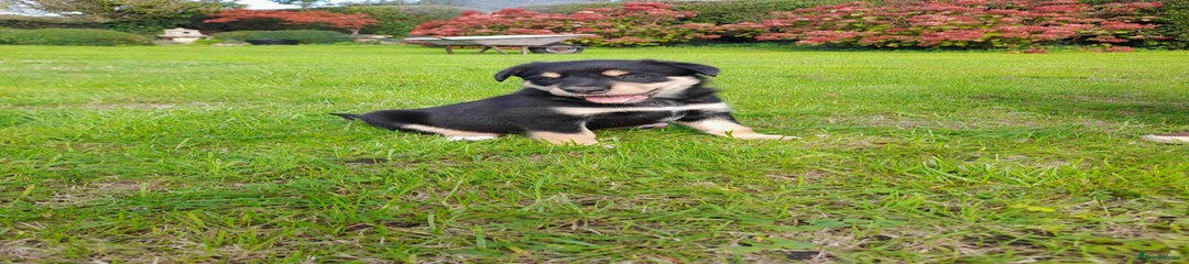 Mixed Breed Puppy 1