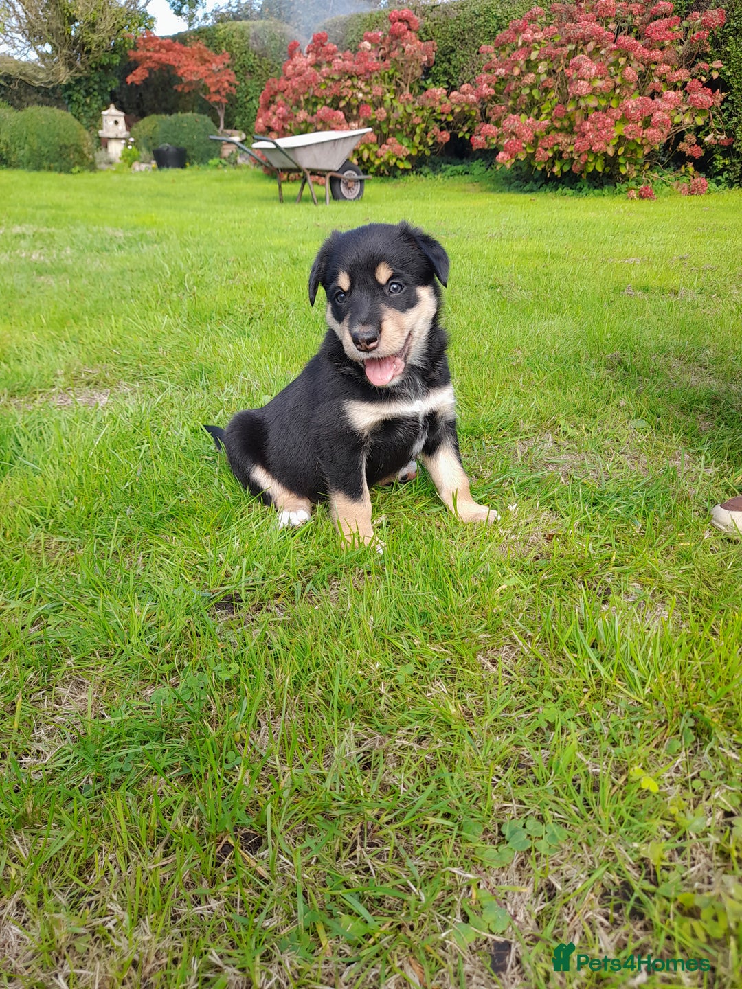 Mixed Breed dogs for sale: 3 female pups Border collie × Kelpie  - Image 1
