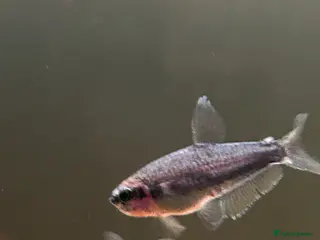 Tetras fish X5 Blue Emperor Tetra - Advert 1