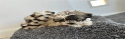 Zuchon dogs for sale: Shih Tzu x  bichon f1 Zuchon puppy - Advert 7