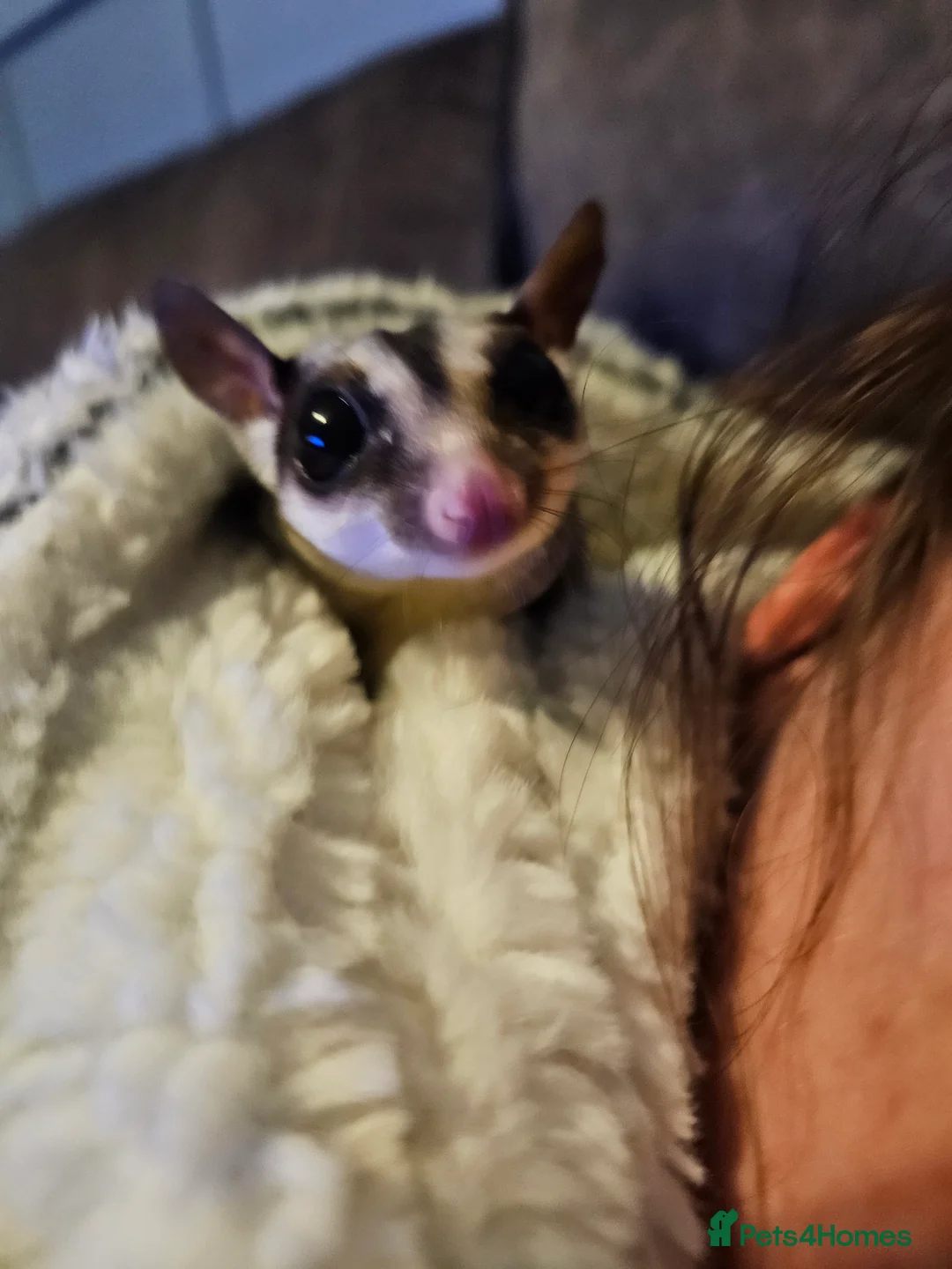 Sugar Glider rodents for sale: Sugar gliders for sale  - Advert 2