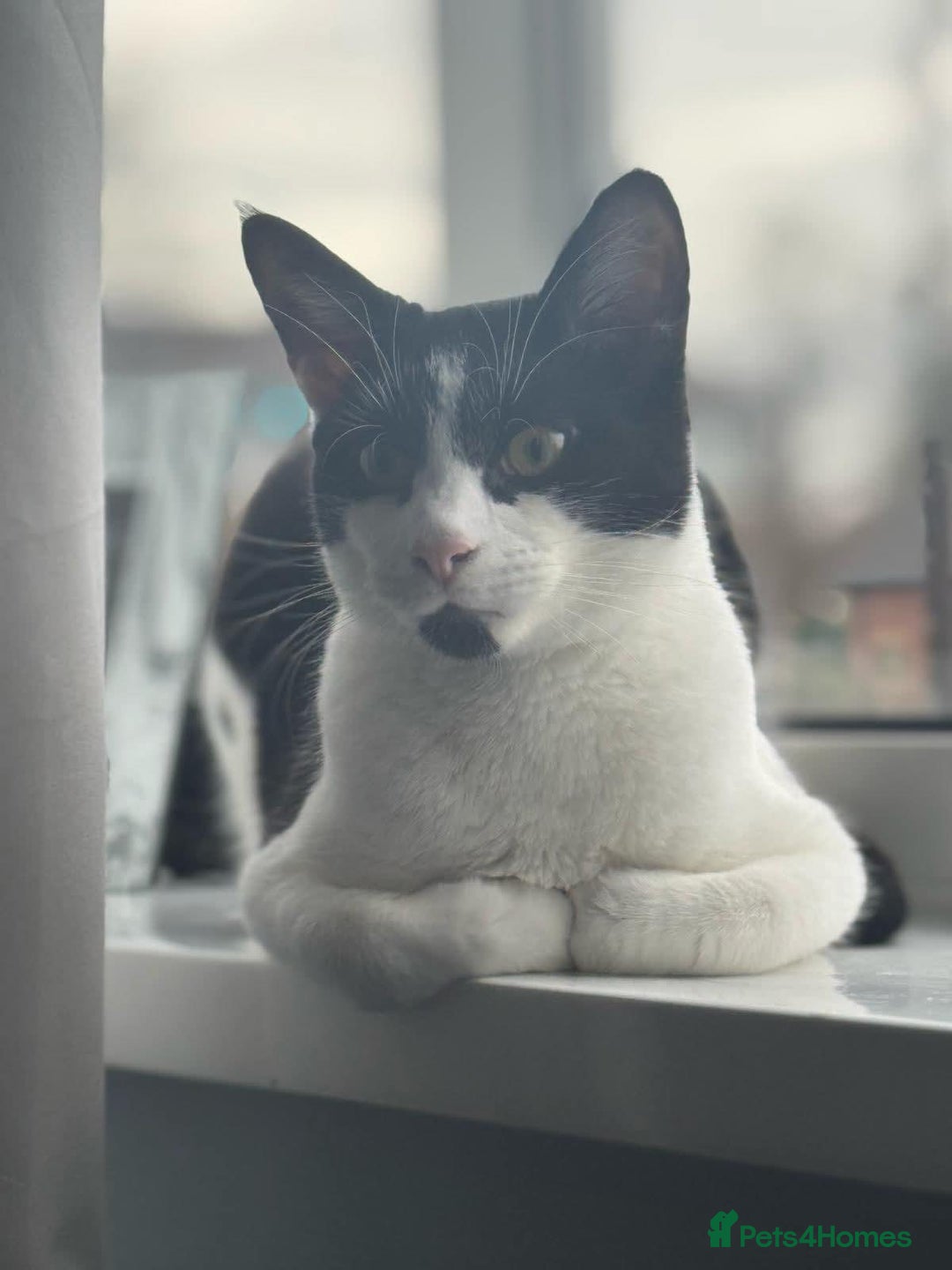 British Shorthair cats for sale: Male neutered cat  - Advert 1