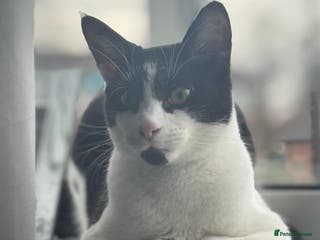 British Shorthair cats Male neutered cat - Advert 1